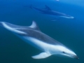 Dusky Dolphin
