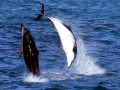Dusky Dolphin
