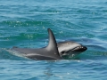 Dusky Dolphin