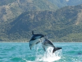 Dusky Dolphin