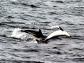 Dusky Dolphin