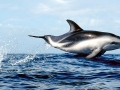 Dusky Dolphin