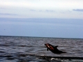 Dusky Dolphin