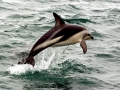 Dusky Dolphin
