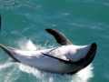 Dusky Dolphin