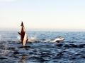 Dusky Dolphin