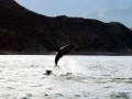 Dusky Dolphin