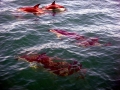 Dusky Dolphin