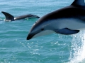 Dusky Dolphin