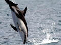 Dusky Dolphin