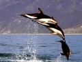 Dusky Dolphin