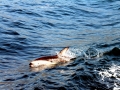 Dusky Dolphin