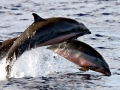Dusky Dolphin