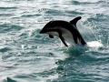 Dusky Dolphin