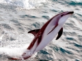 Dusky Dolphin