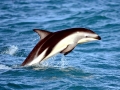 Dusky Dolphin