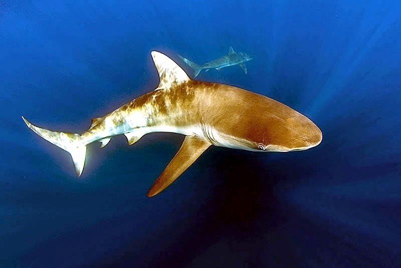 Dusky Shark