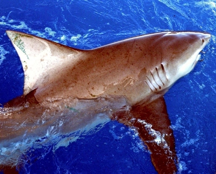 Dusky Shark