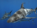 Dusky Shark