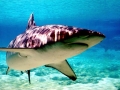Dusky Shark