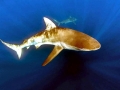 Dusky Shark