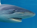 Dusky Shark