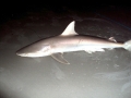 Dusky Shark