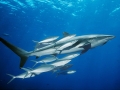 Dusky Shark