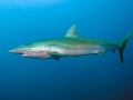 Dusky Shark