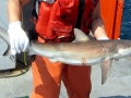 Dusky Shark