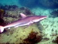 Dusky Shark