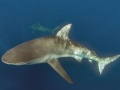 Dusky Shark