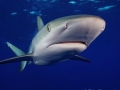 Dusky Shark