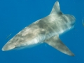 Dusky Shark