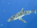 Dusky Shark