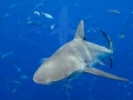Dusky Shark