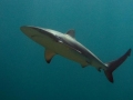 Dusky Shark