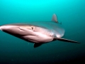 Dusky Shark