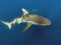 Dusky Shark