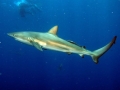 Dusky Shark