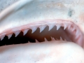 Dusky Shark