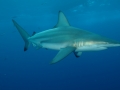 Dusky Shark