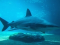 Dusky Shark