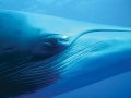 Dwarf Minke Whale