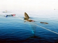Dwarf Minke Whale