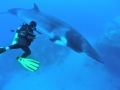 Dwarf Minke Whale