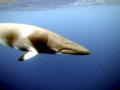 Dwarf Minke Whale