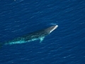 Dwarf Minke Whale