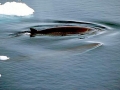 Dwarf Minke Whale