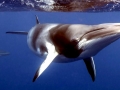 Dwarf Minke Whale